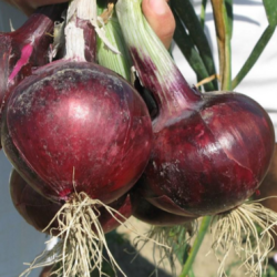 Cebula Electric  250 000 nasion zw st